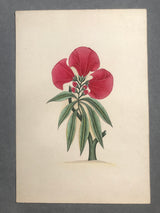 Mughal flower - water colour on paper