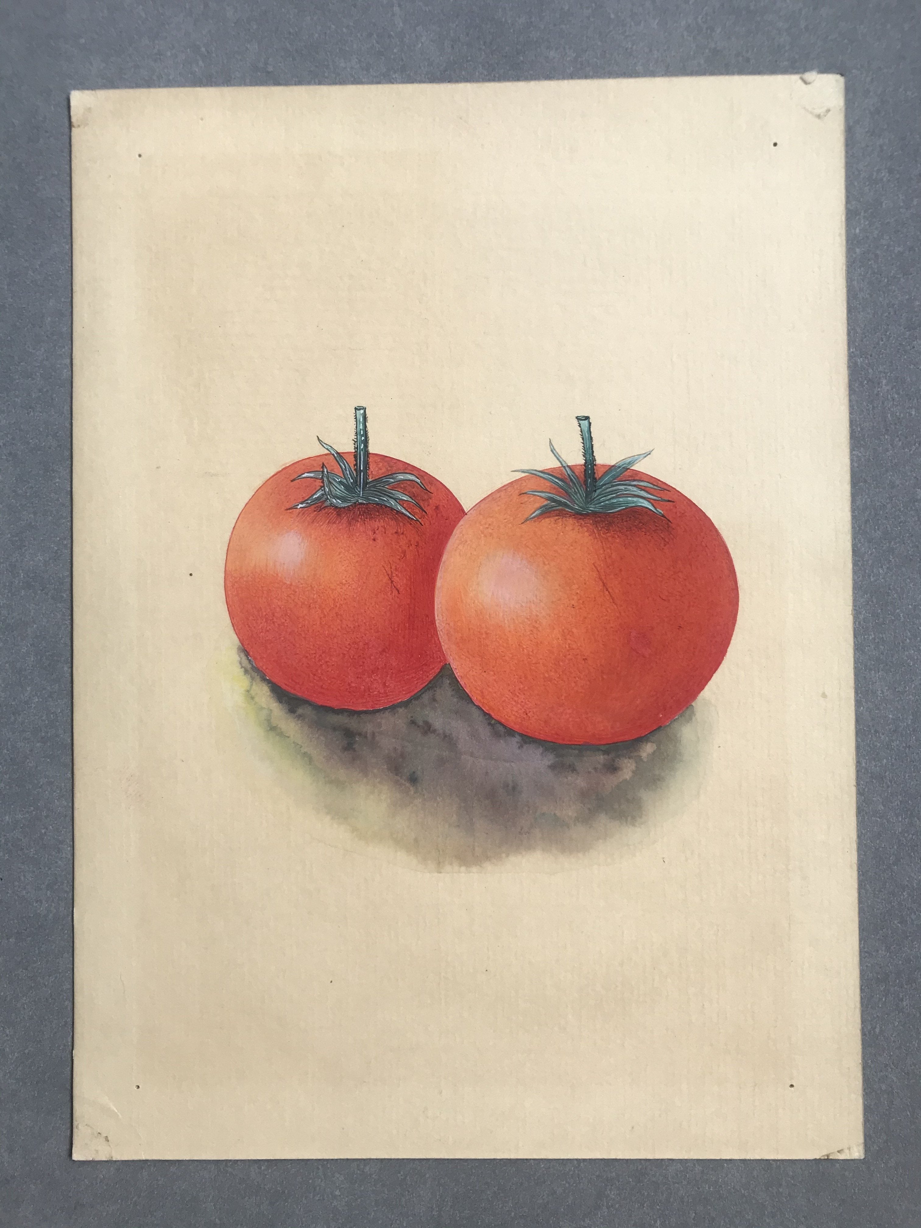 Tamatar - water colour on paper