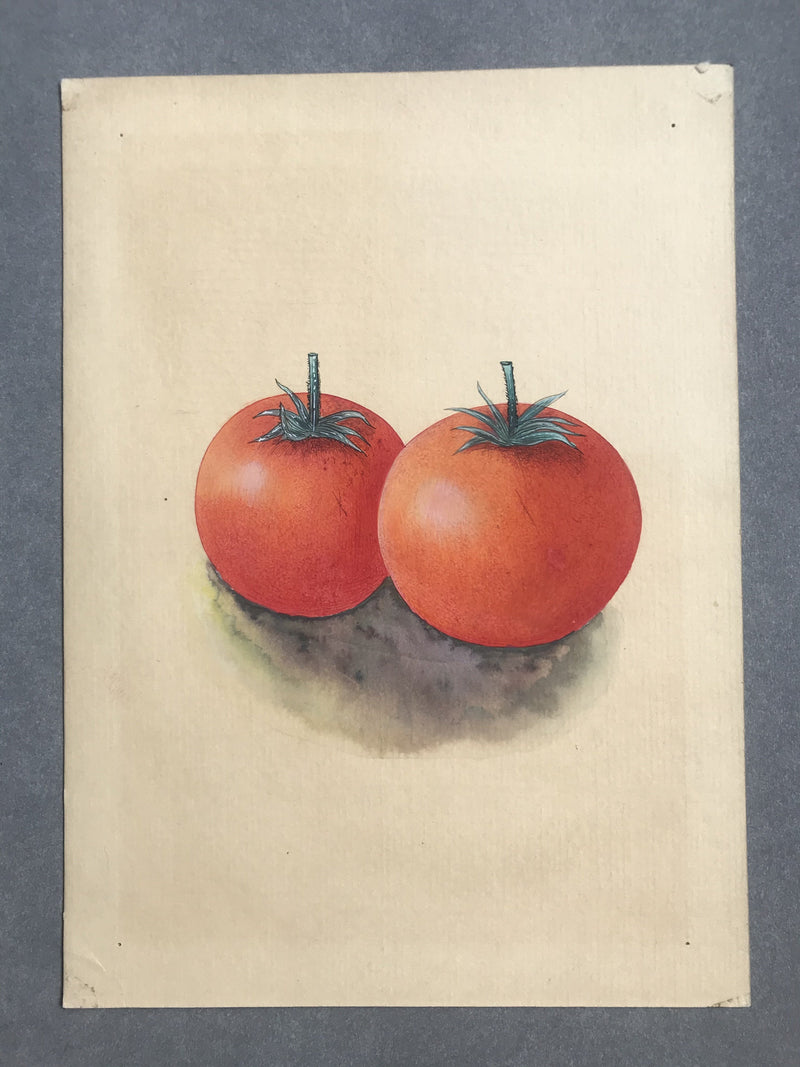 Tamatar - water colour on paper