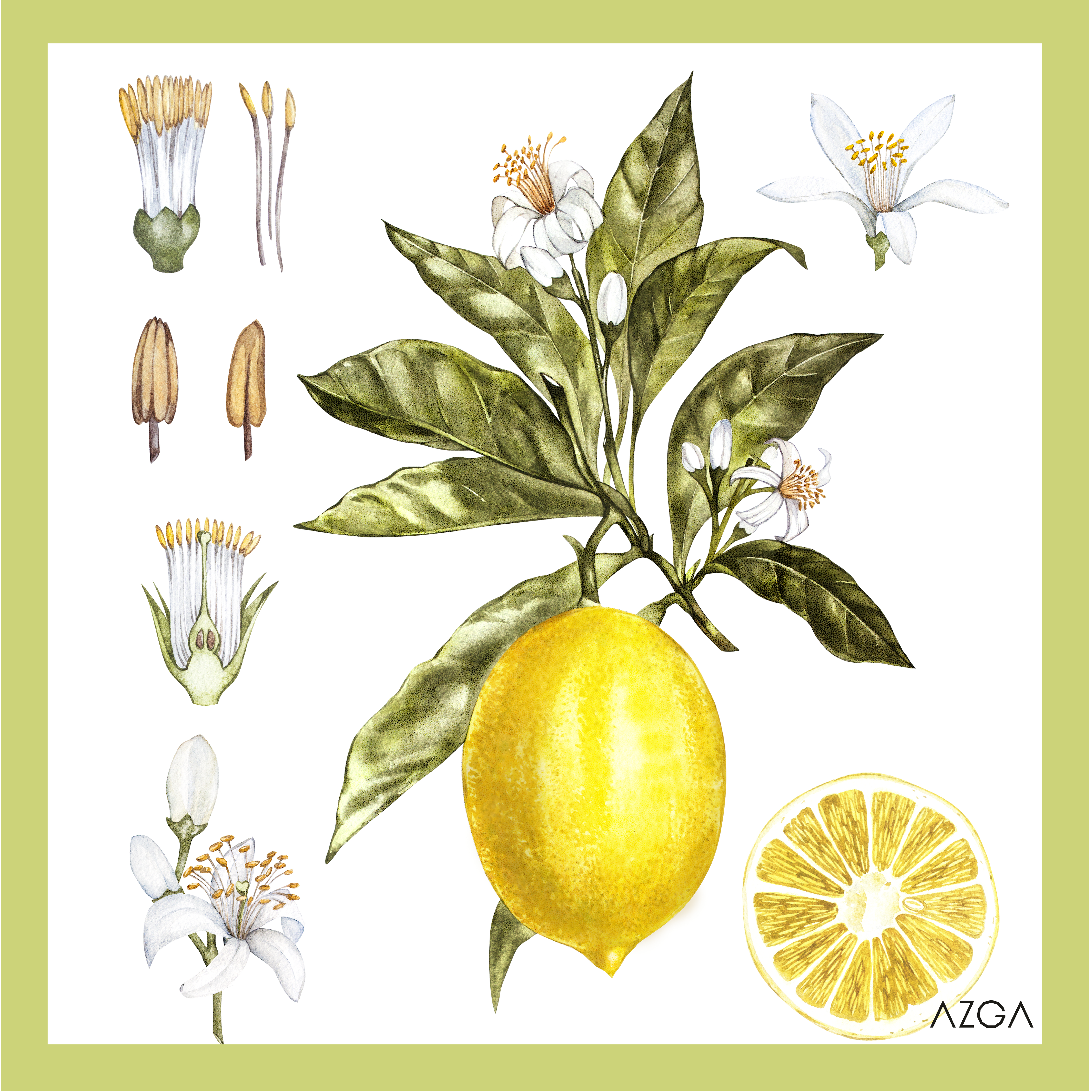 Limoncino